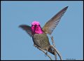 _3SB4289 annas hummingbird